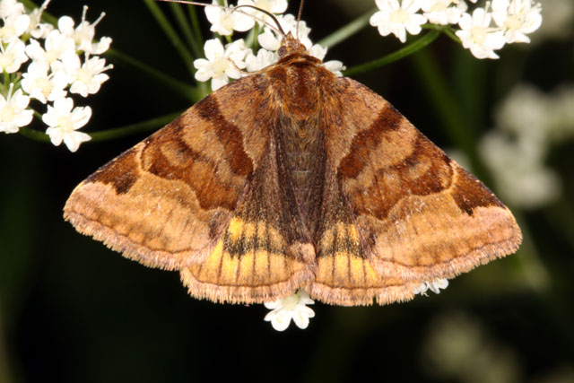 Euclidia glyphica - Copyright Denis Bourgeois